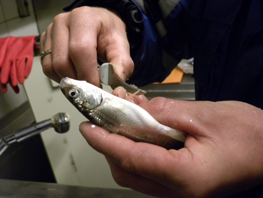 Probebefischung Dez.2009 006.jpg